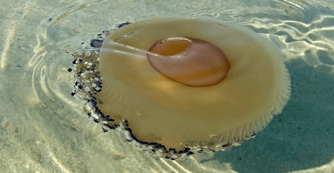 Las Especies Marinas del Mar Menor y la Importancia de Conservar su Biodiversidad